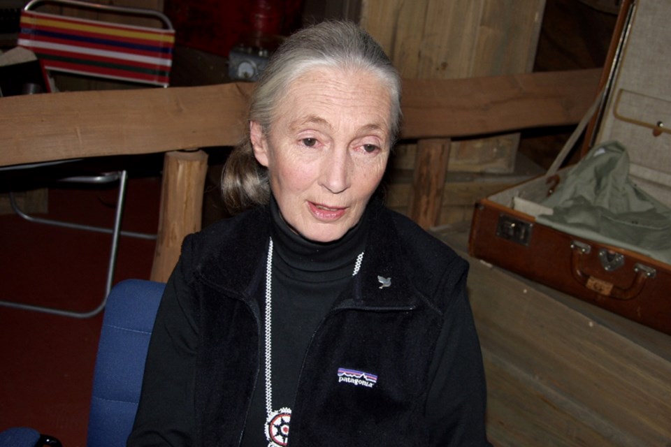 Dr. Jane Goodall, a world-renowned English primatologist, is seen in a 2002 file photo.