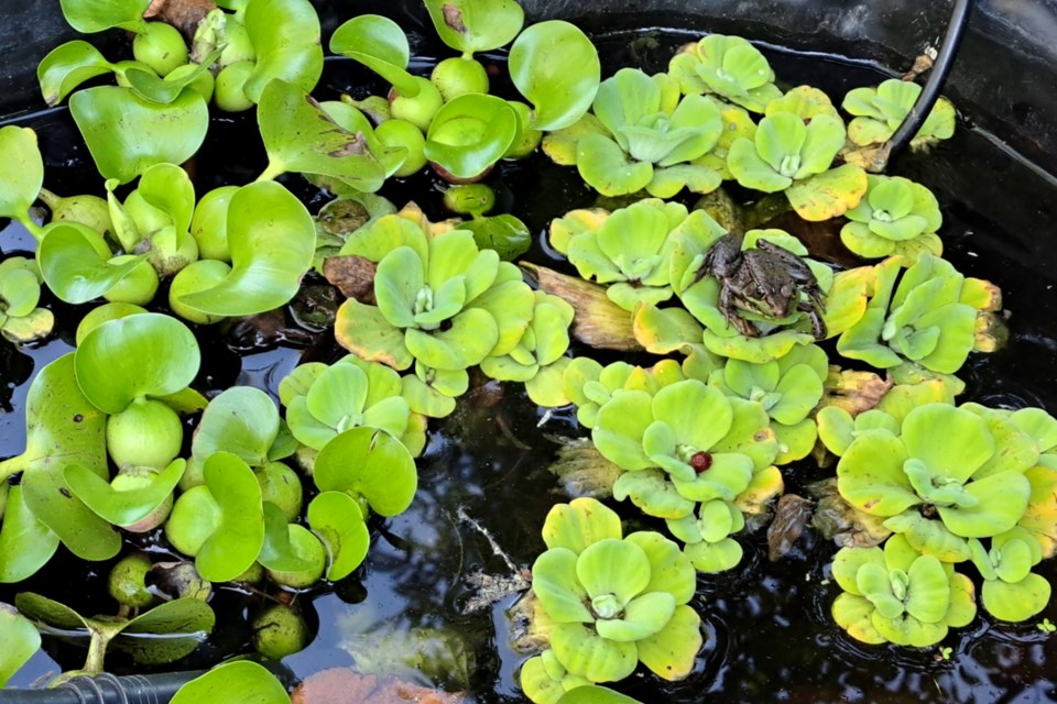 060922_john-lindsay-water-hyacinth-frog