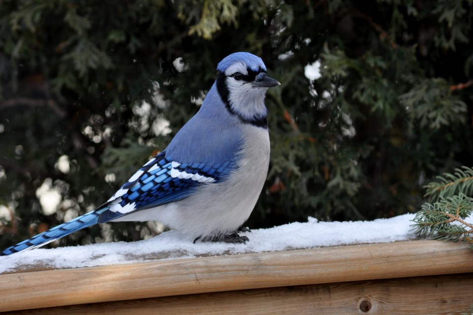 070222_linda-couture-bluejay