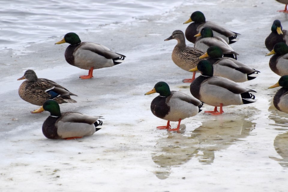 070322_chris-blomme mallards fielding park ice