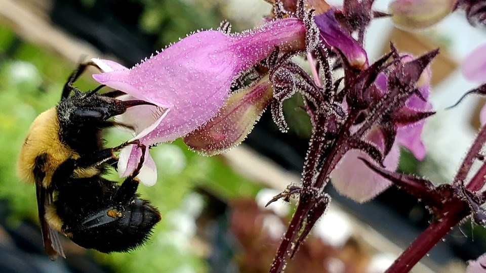 070621_lynne-houle-bee-flower-crop