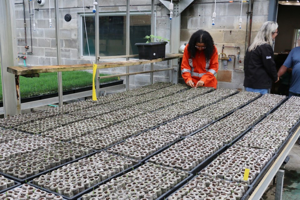Student tending to tiny pine seedlings in the Vale greenhouse on June 6 at an event to mark the 50th anniversary of the establishment of the greenhouse, which has played a key role in the regreening of Sudbury.