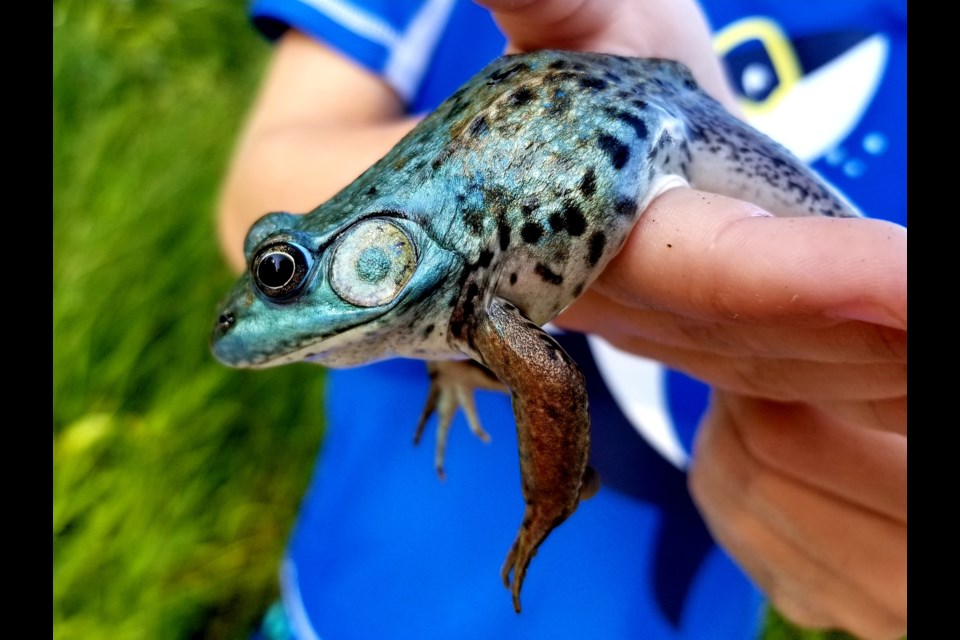 A rare blue bullfrog was found at Red Deer Lake in Wahnapitae on Aug. 4. (Supplied)
