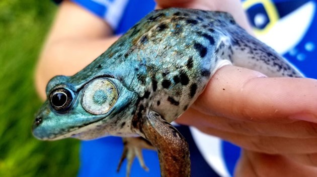 Sudbury Gas Prices >> ONTARIO: Seven-year-old's blue frog a 'one in a million ... Sudbury Gas Prices >> ONTARIO: Seven-year-old's blue frog a 'one in a million ...