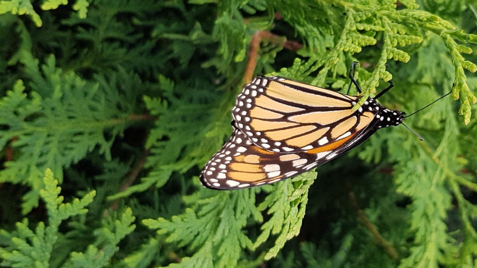 070821_Michelle-Romaniuk-monarch seen in New Sudbury on walk-crop