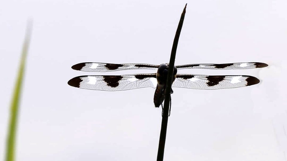 070921_michelle-romaniuk-dragonfly-fielding-park crop