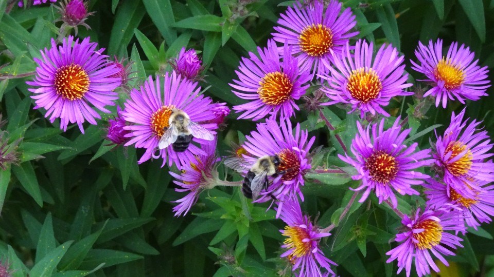 071021_linda-derkacz-bees-purple-aster crop