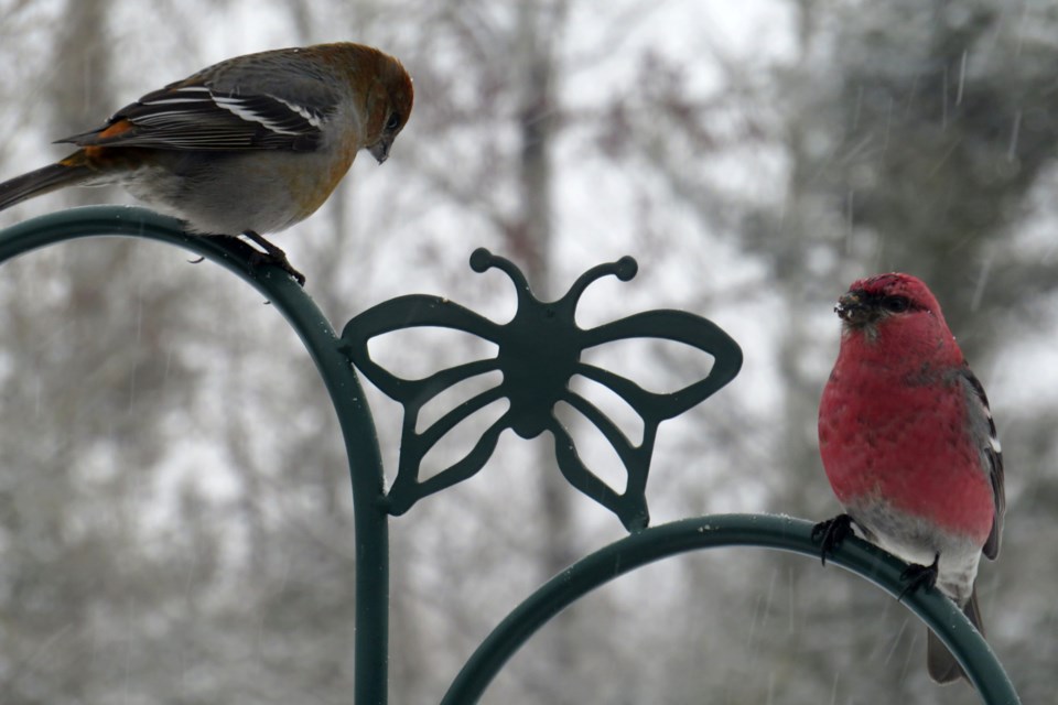 080223_denise-kitchin-grosbeaks