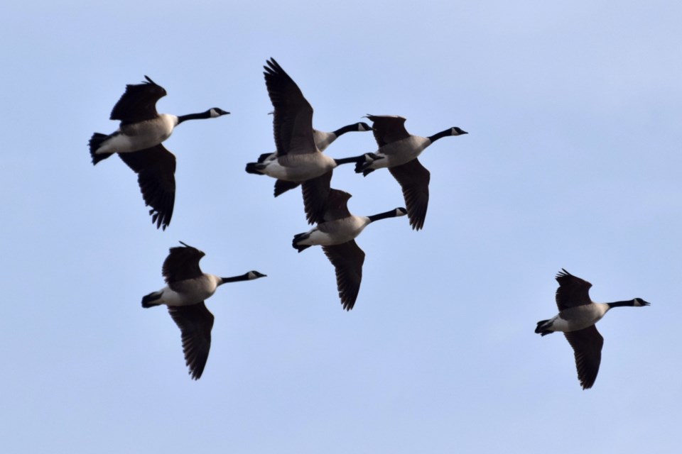 080422_chris blommecanada goose fie pk apr 2022 blomme flock