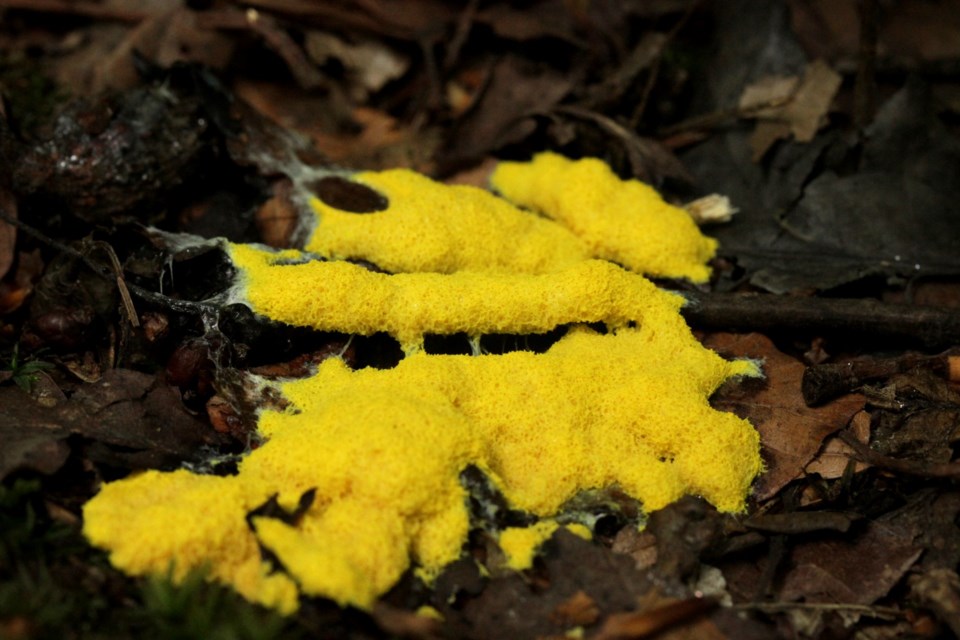 Dog Vomit Slime Mold (Fuligo septica). (Image: Björn S... / CC BY-SA https://creativecommons.org/licenses/by-sa/2.0)
