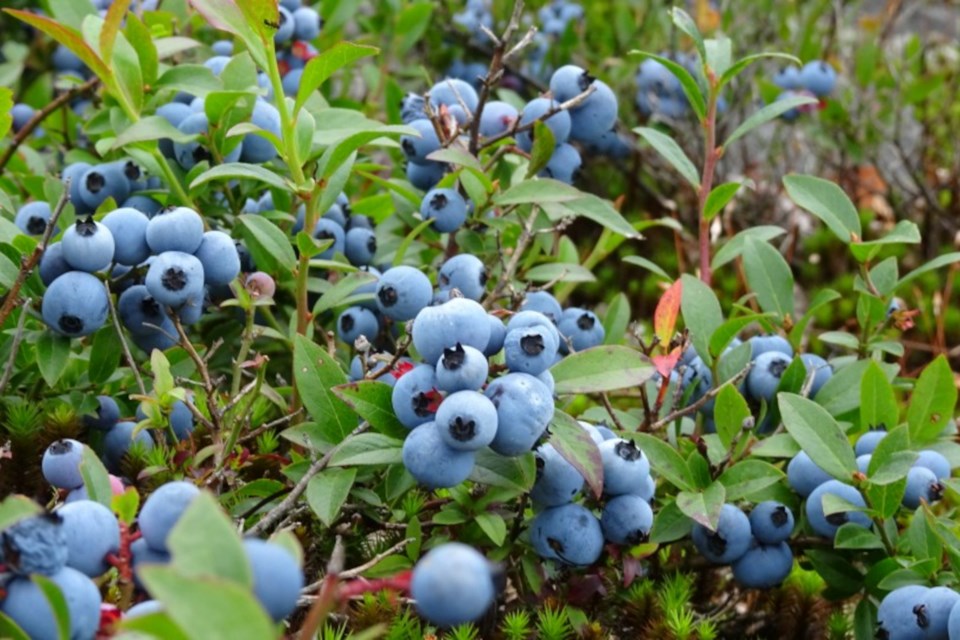 Local blueberry roadside vendor Arthur Choquette said this year’s batch should be decent, pending there’s no more overnight frost.