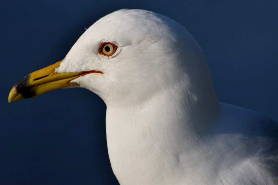 080622_chris blomme ring-billed gull