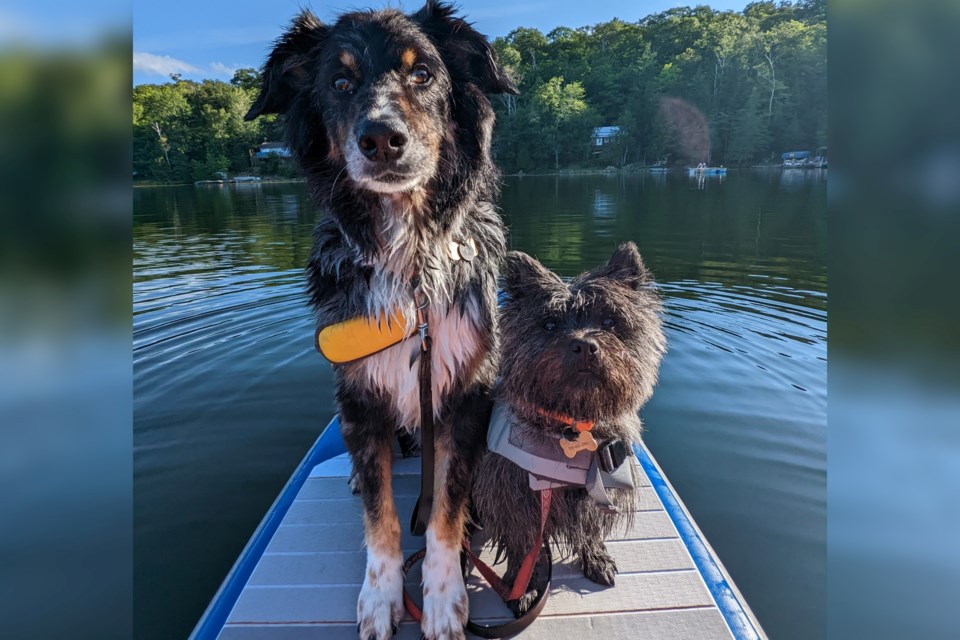 Summer time is fun time, so here’s a cute photo of Einstein and Argyll enjoying a paddle board ride. 