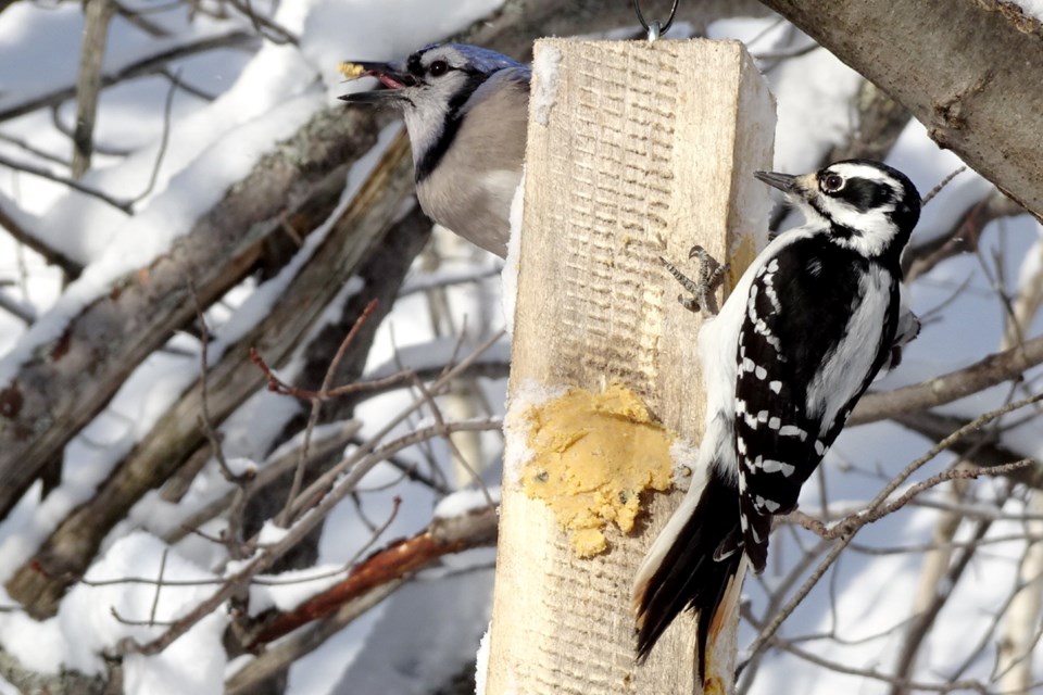 090222_linda-derkacz bluejay woodpecker share a bite