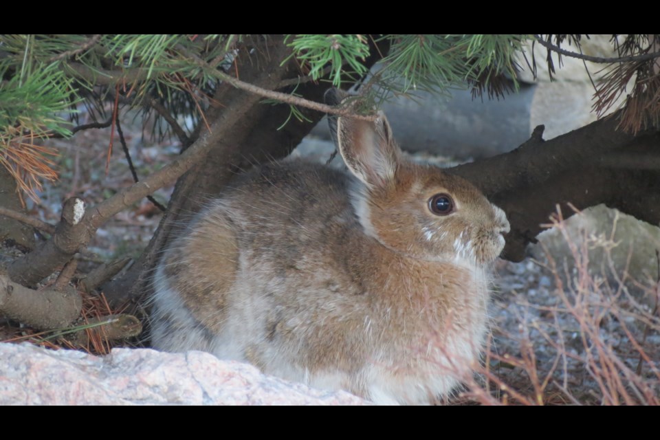 This hare “comes around daily to feed on our backyard spreading pine needles.” Photo by Dennis Quesnel.
                     