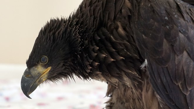 Wick, a juvenile bald eagle, was found injured on a Warren farm owned by OPP officer Carmel McDonald last month. (Supplied)