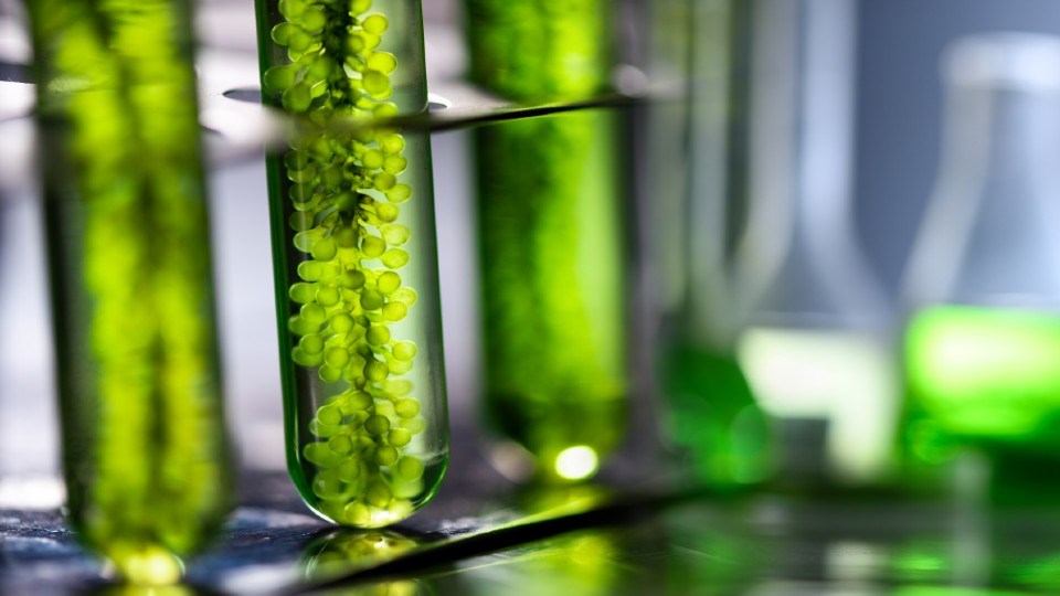 The Vale Living with Lakes Centre and Ongen, a Sudbury commercial lab, are testing local microalgae from mines as a source of biofuel. (Adobe Stock)