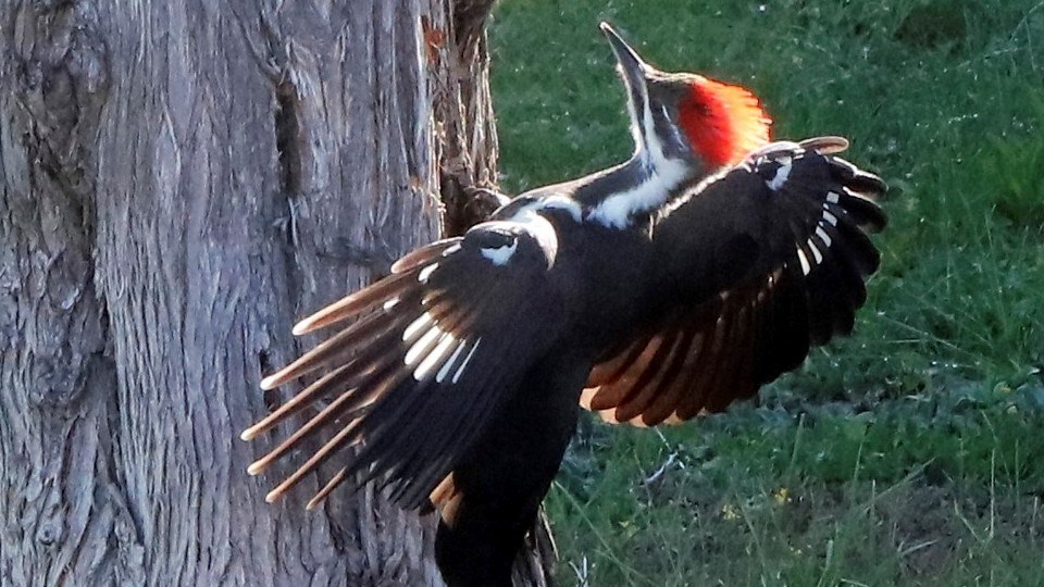 100921_michelle-romaniuk-pileated-woodpecker crop