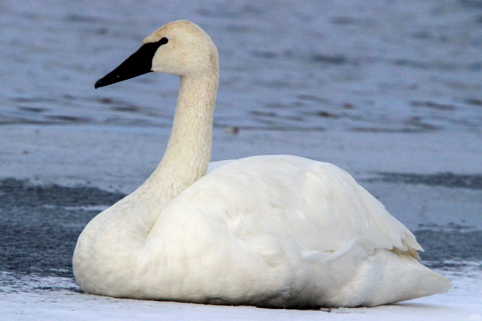 110122_morgan wilson (age 13) swan crop