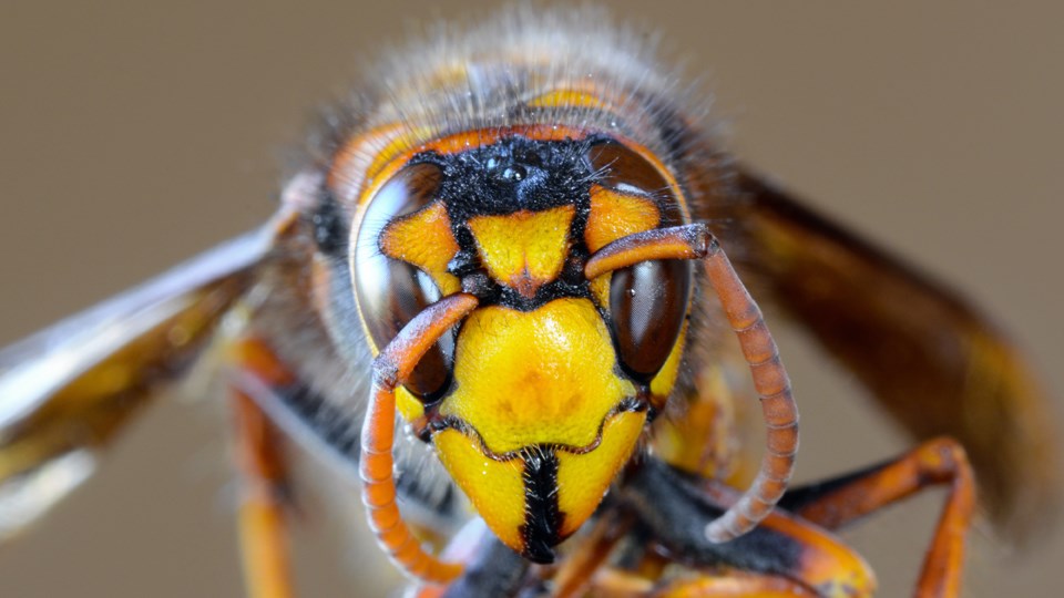 120520_asian-giant-hornet-crop