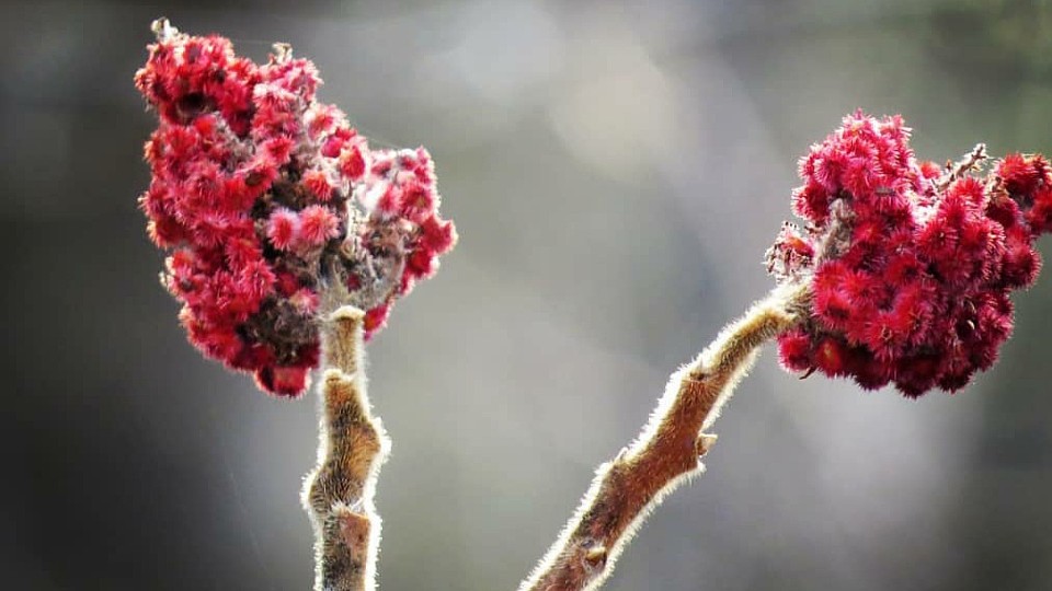 Frost Advisory for Thunder Bay Early Winter Chill Hits the City
