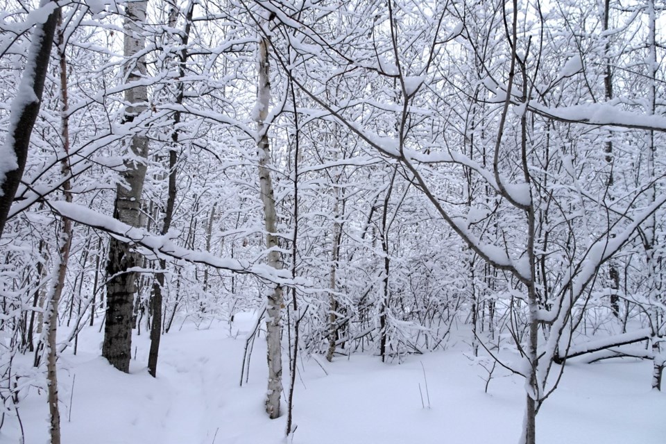 130223_linda-derkacz-snowy-scene