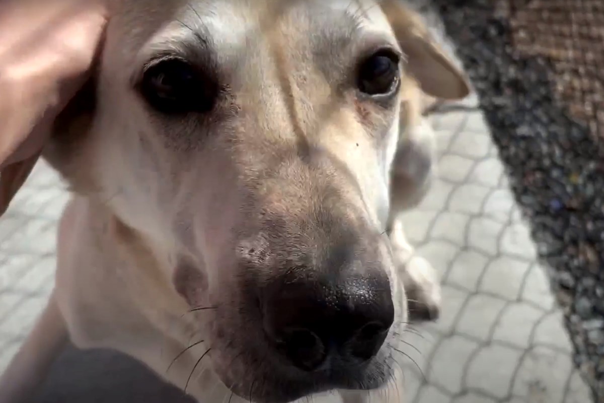 Video: At-capacity, Greater Sudbury Animal Shelter sees a decrease in  adoptions - Sudbury News
