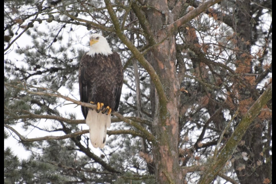 One of the first birds spotted during the Nov. 11 birding event was a this bald eagle, perched majestically in a tree on Windy Lake near Cartier. (Chris Blomme)
