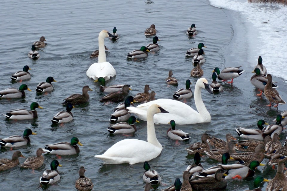 150123_linda-derkacz-ducks-swans-fielding-park