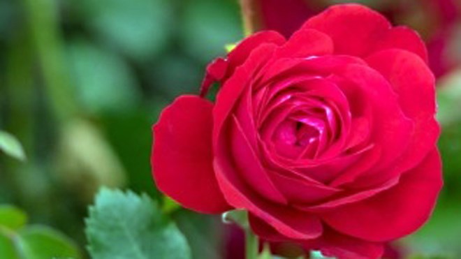 The Canadian Shield rose is perfect for planting in ... well ... the Canadian Shield. (Vineland Research and Innovation)