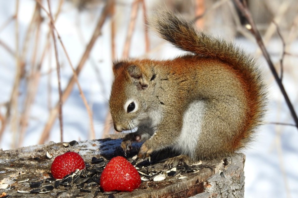 150323_louise-gaudet-squirrel