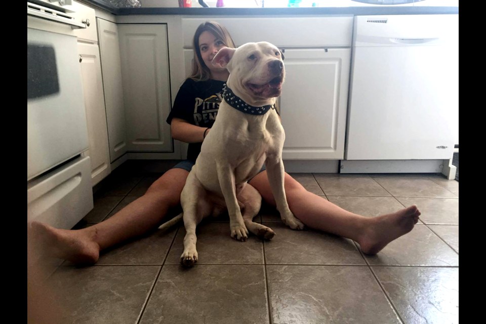 Venessa Armstrong, Steven Lashbrook’s girlfriend, cuddles with Chico, the dog seen being abused in videos on Facebook this week. (Steven Lashbrook)