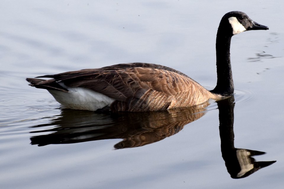 160522_chris blomme goose reflection