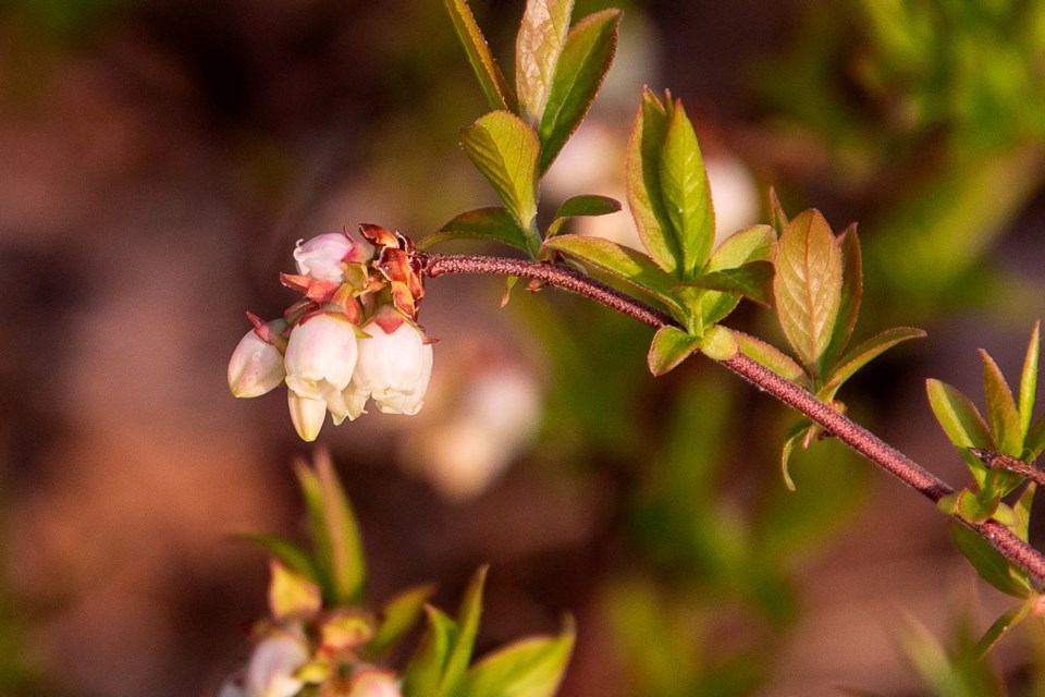 160523_george-bardeggia-blueberry-blossoms