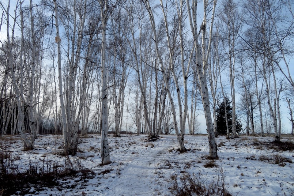 161222_chris-blomme-snowy-birch-stand