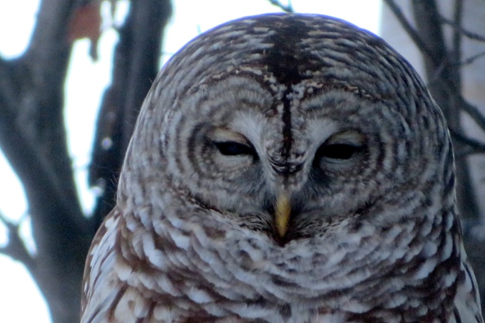 170123_chris-blomme-barred-owl-lively