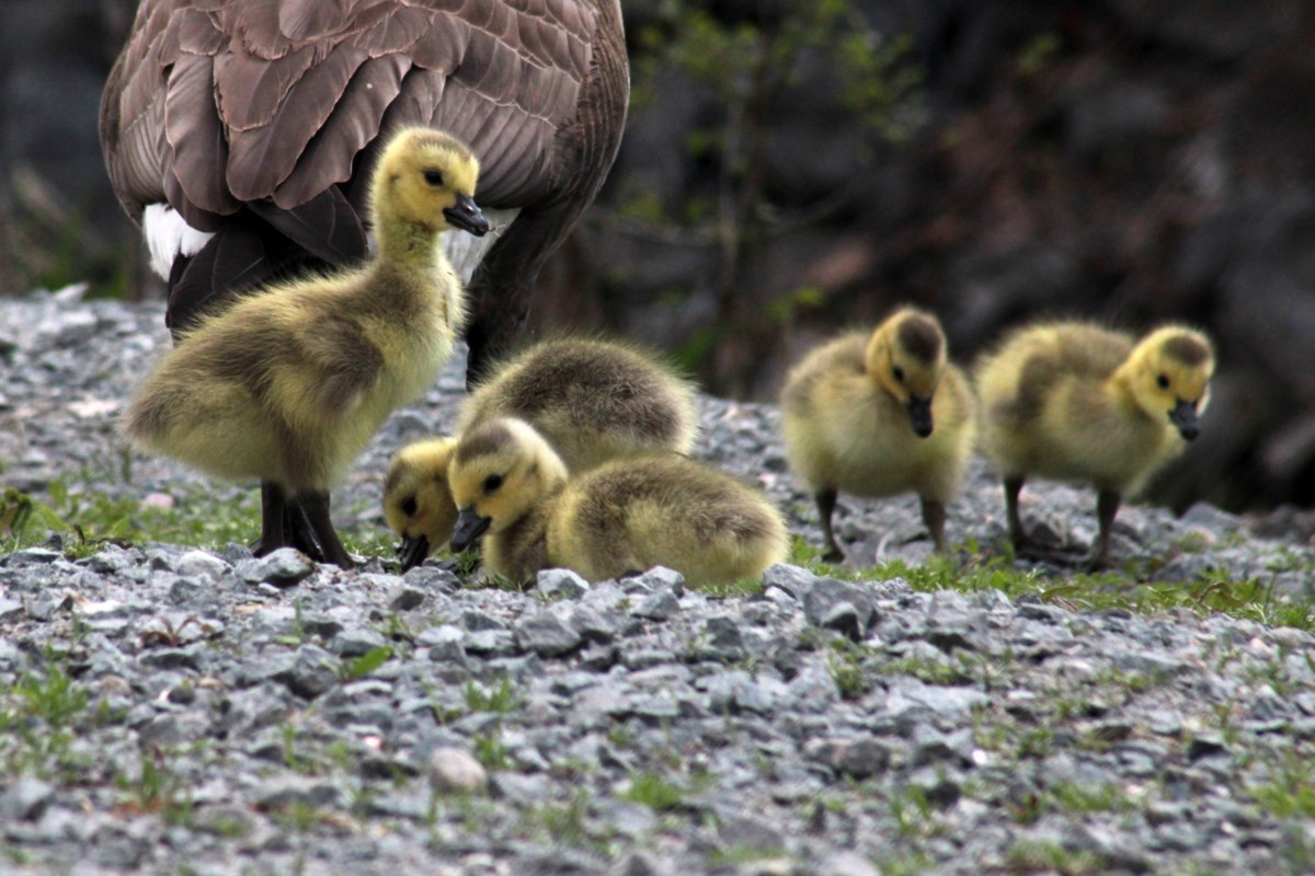 Baby Canada geese have hatched from their eggs and begun gracing the Greater Sudbury area with their cuteness