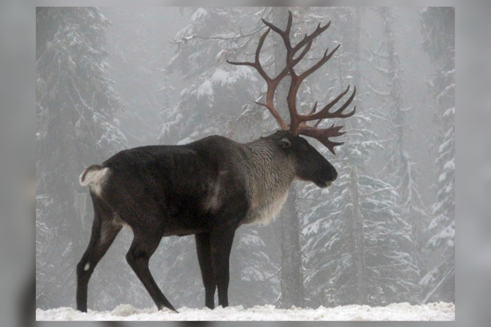 180222_Woodland_Caribou_Southern_Selkirk_Mountains_of_Idaho_2007 (Steve Forrest, Creative Cokmmons Attribution 2.0 Generic)