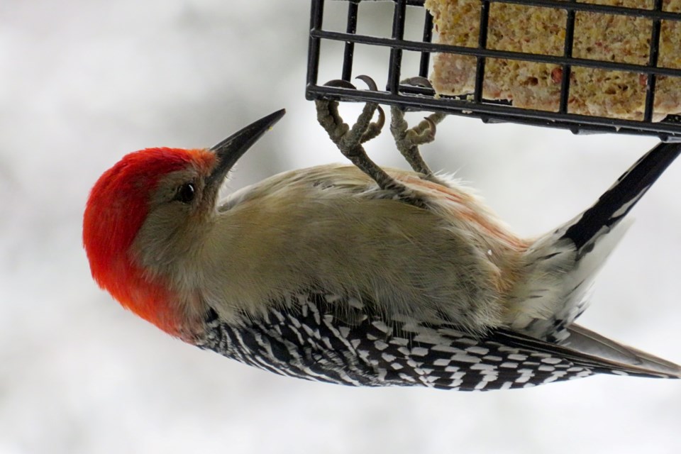 181222_denise-kitchin-redbellied-woodpecker