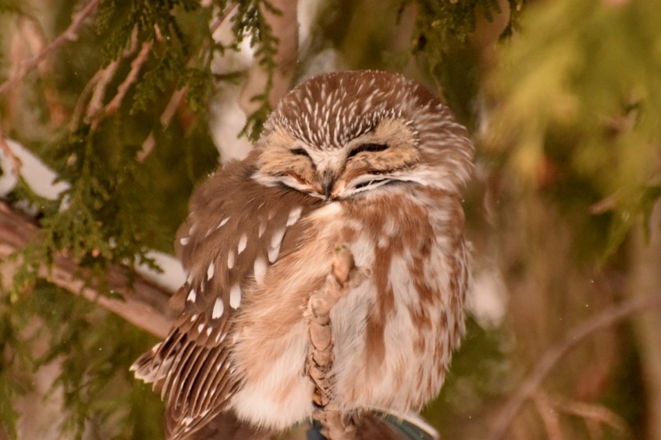 190323_chris-blomme-northern-saw-whet-owl