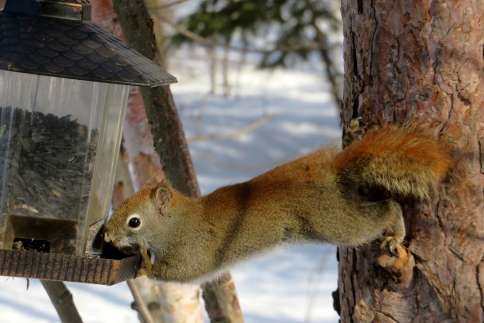 190323_chris-blomme-red-squirrel-stretch