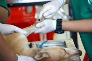 Pets & Animals: Lakehead, Guelph aim to address northern vet shortage