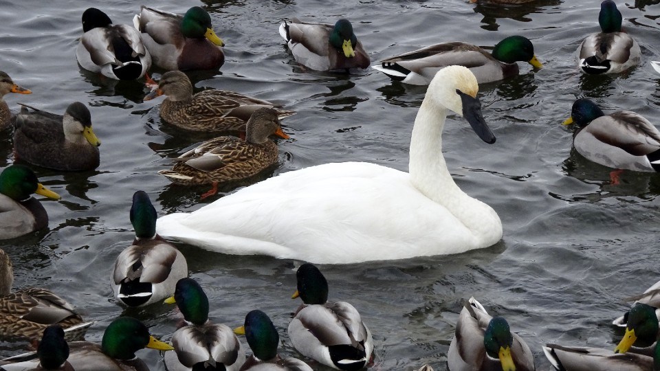 190821_linda-derkacz-swan and ducks fielding park crop