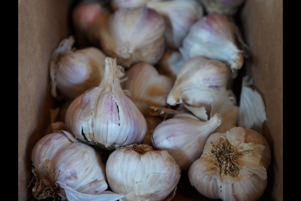     Mmm, garlic. We just used this photo to get your stomach growling and your mouth watering for some yummy, yummy garlic. (Jenny Lamothe)
                           