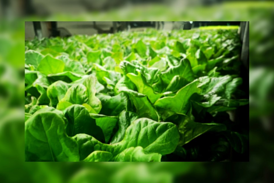 Lettuce ready for harvest at the Truly Northern Farms on Regional Road 15 and also in Opasatika between Hearst and Kapuskasing. The hydroponic growing farm supplies restaurants, grocery stores and customers between Hearst and Sudbury 12 months of the year.  