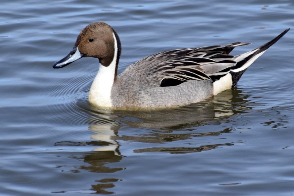 230322_Chris-Blomme male northern pintail junction creek