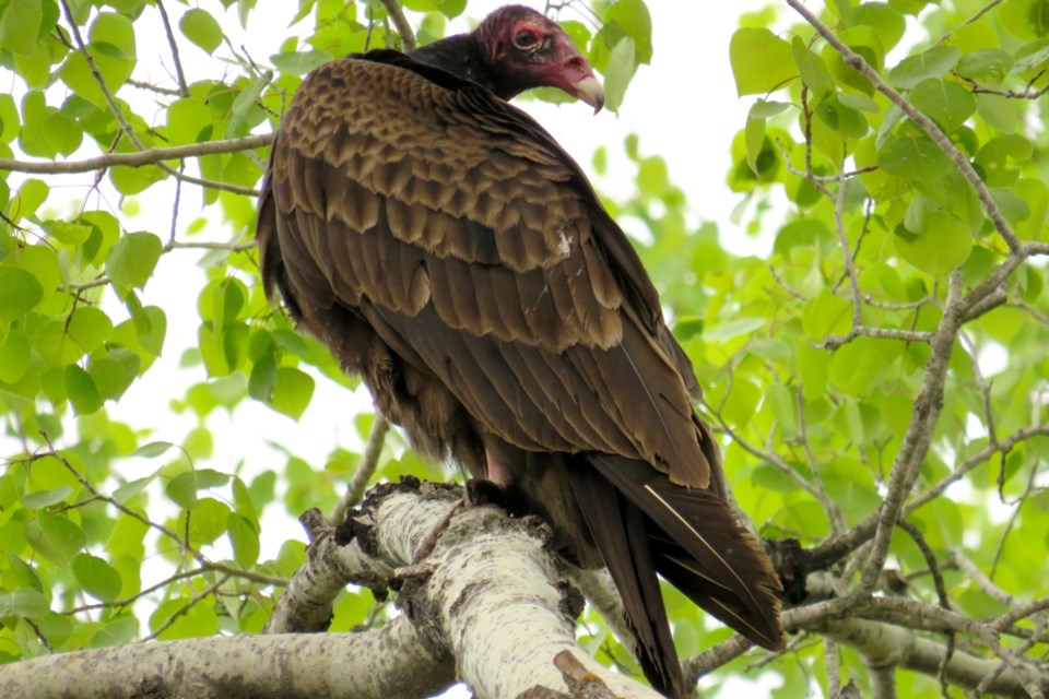 230523_denise-kitchin-vulture