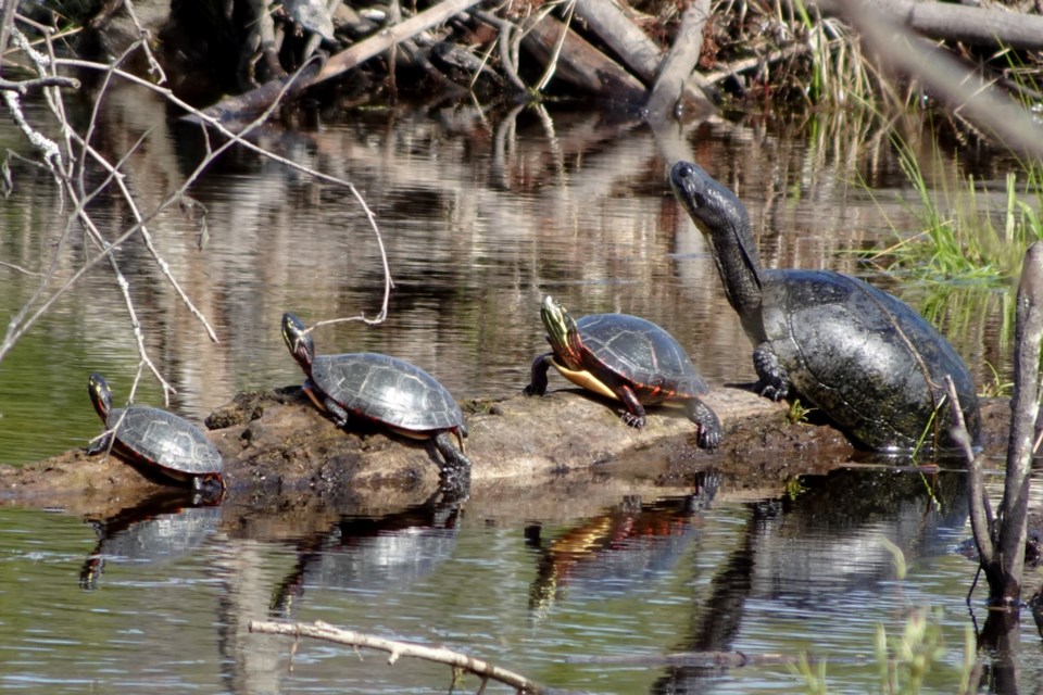 230523_linda-derkacz-turtle-train