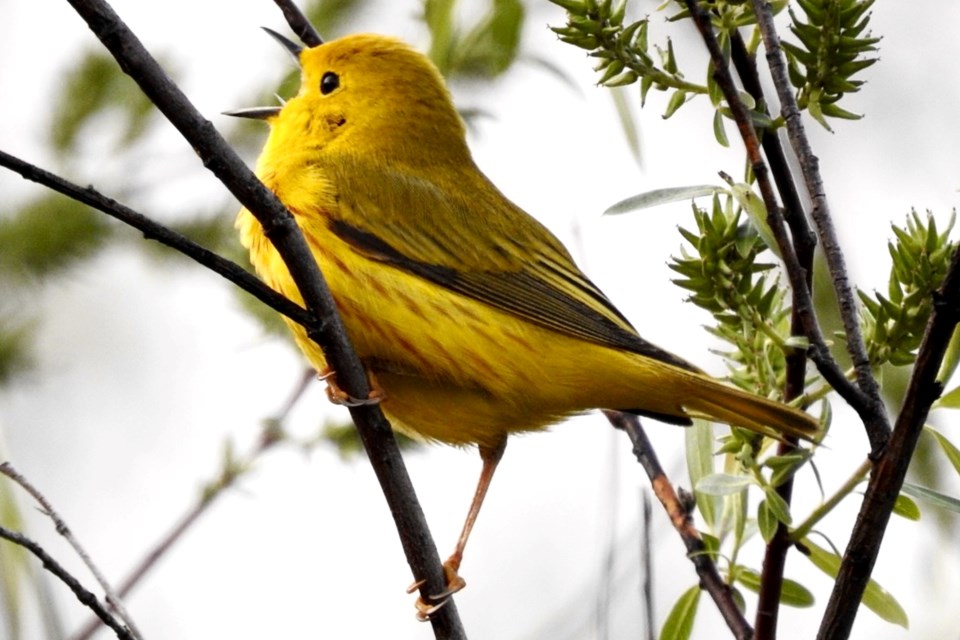 230523_louise-gaudet-yellow-bird