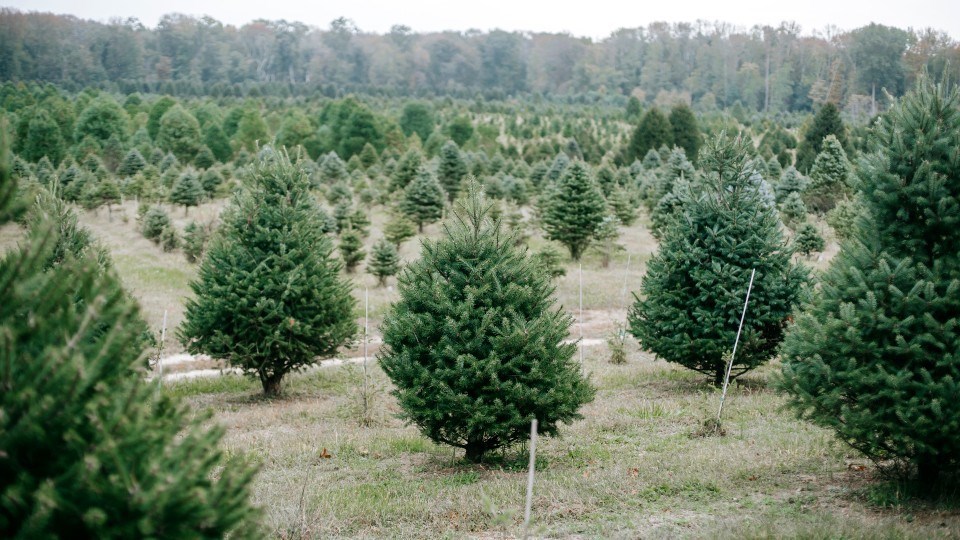 Canada is experiencing a Christmas tree shortage, and the effects are being felt here in Greater Sudbury. 